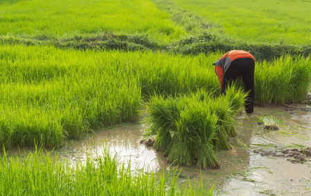 Farmers plant rice seedling. To grow in the newly convertedの写真素材