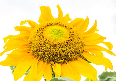 Sunflowers are returning home to welcome the new day.の写真素材