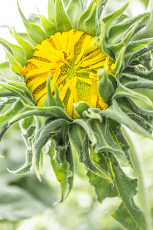 a picture of a young flowering plant sunflowersの写真素材
