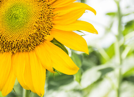 A Close Up of a Sunflower with condensationの写真素材