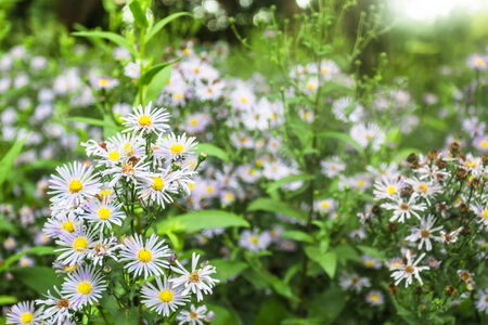 Beautiful white flowers in the forest during the evening.の写真素材
