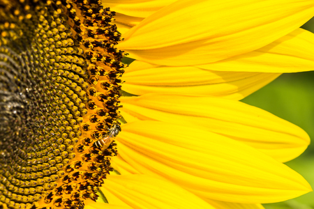 Sunflowers with Bumble Bee collecting nectar and pollen of flowers mixed.の写真素材