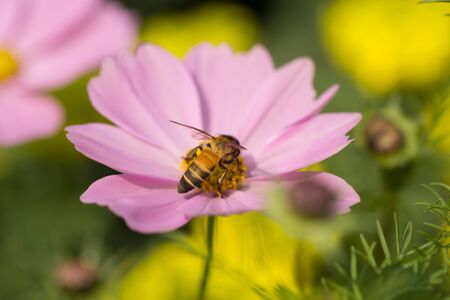Pink flowers with a bee looking for nectar, flowers, and also mixed pollen.の写真素材
