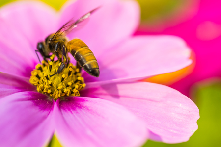 Pink flowers with a bee looking for nectar, flowers, and also mixed pollen.の写真素材