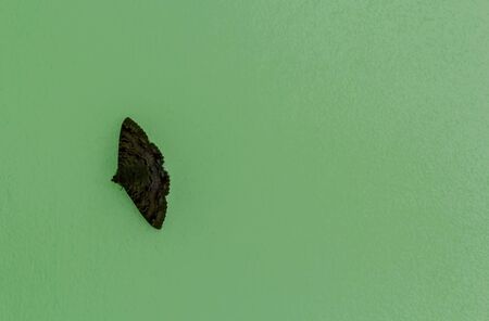 Black butterflies that perch on the wall green.の写真素材