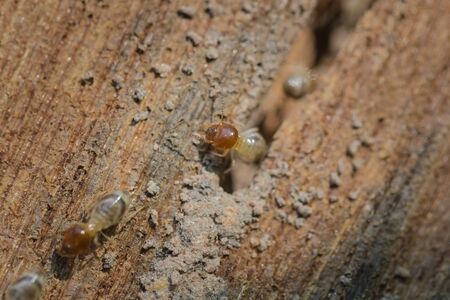Termite swarms are traveling out of the cracks of wood.