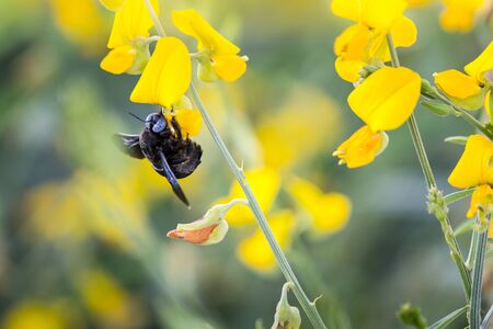 Photo closeup of a bumble bee sucking nectar pollen Crotalaria golden blur the image.の写真素材