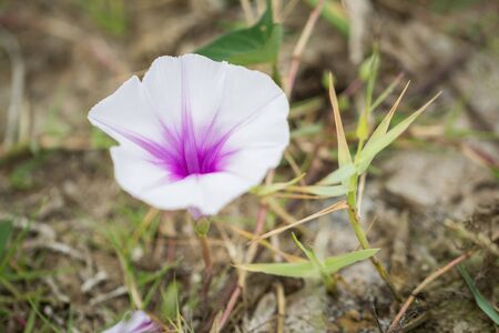 Photo closeup flowering morning glory blossom front edge blur amid the flowering grass.の写真素材