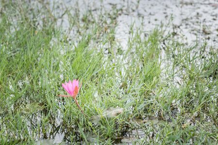 Pink lotus flowers occurring wetlands that occur in the middle of the grass.の写真素材