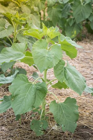 The sunflower growing at the bottom with a piece of dry grass covered surface so as not to loosen the soil surface moisture. Because the local farm-grown sunflowers. Dye with sunlightの写真素材
