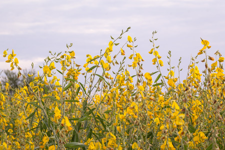 The farm Crotalaria a stripper save these beautiful glittering in the afternoon when the sun was near the horizon.の写真素材