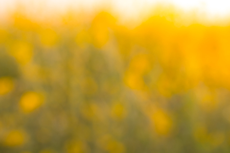 Blur of flowers Crotalaria spectacular golden light like stained with sunlight.の写真素材