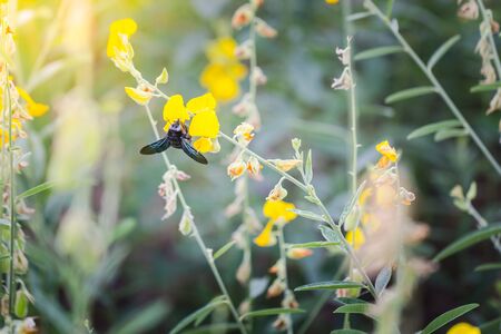 Photo closeup of a bumble bee sucking nectar pollen Crotalaria golden blur the image. With dyed light like sunlightの写真素材