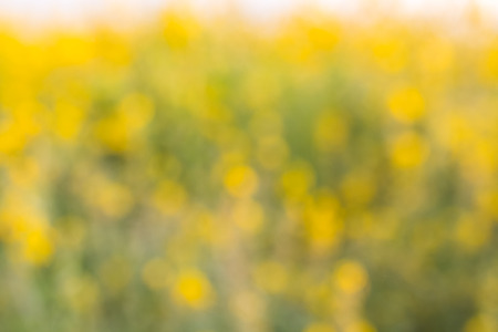 Blur of flowers Crotalaria spectacular golden light like stained with sunlight.の写真素材
