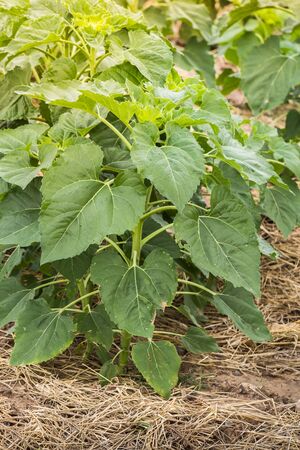 The sunflower growing at the bottom with a piece of dry grass covered surface so as not to loosen the soil surface moisture. Because the local farm-grown sunflowers. Dye with sunlightの写真素材