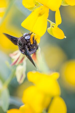 Photo closeup of a bumble bee sucking nectar pollen Crotalaria golden blur the image.の写真素材