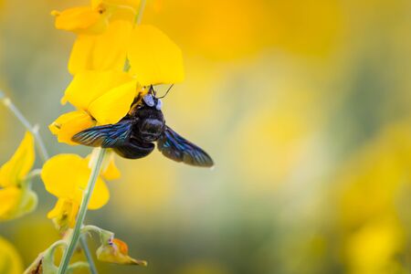 Photo closeup of a bumble bee sucking nectar pollen Crotalaria golden blur the image.の写真素材