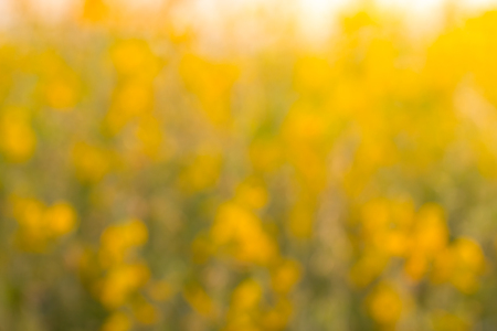 Blur of flowers Crotalaria spectacular golden light like stained with sunlight.の写真素材