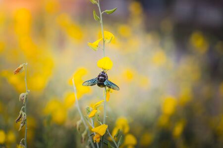 Photo closeup of a bumble bee sucking nectar pollen Crotalaria golden blur the image. With dyed light like sunlightの写真素材