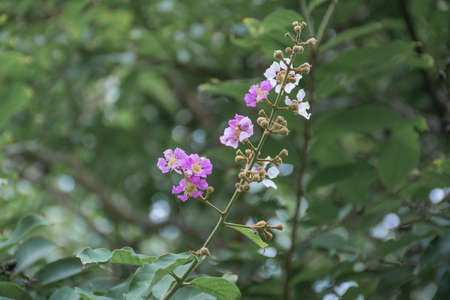 The Pink Bougainvilleaの写真素材
