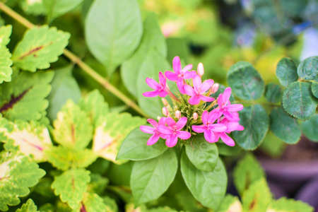 Pink Flower in the Sunny day