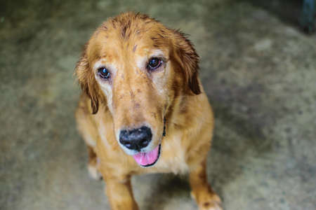 Little Brown Golden Retriever feel Guiltyの写真素材