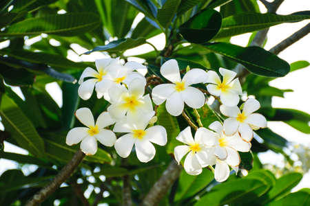 White and Beautiful Moon Orchidの写真素材