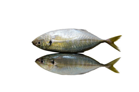Fresh fish on isolate white background.の写真素材