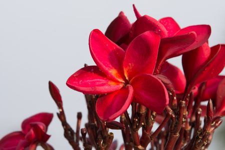 red Plumeria blooming in natureの写真素材