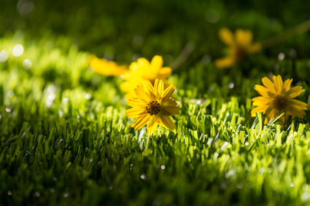 Blooming Vine with sunlightの写真素材