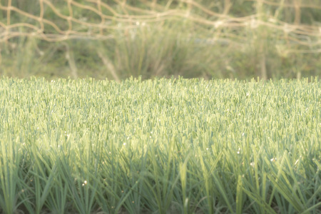 Lawn grass with sunlightの写真素材