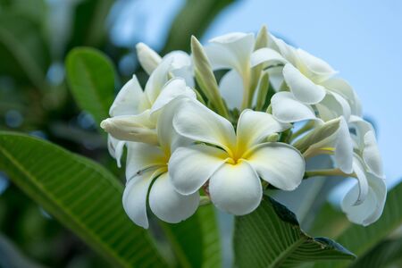 frangipani tropical flower, plumeria flower blooming on tree, spa flowerの写真素材
