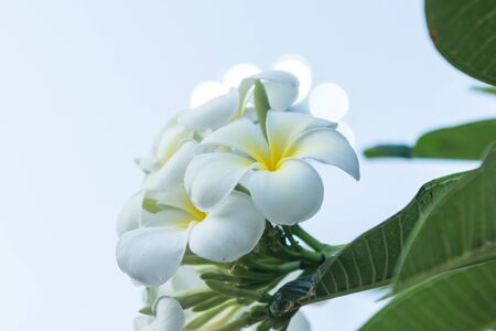 frangipani tropical flower, plumeria flower blooming on tree, spa flowerの写真素材