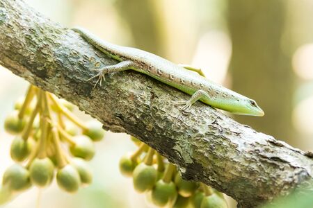 Iguana waiting to catch insects that eat the durian flower.の写真素材