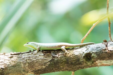 Iguana waiting to catch insects that eat the durian flower.