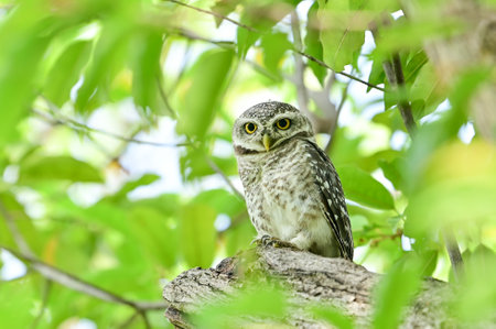 The young spotted Owlet on branch in Benjakiti park in Bangkok Thailand.の写真素材