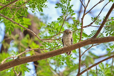 The young spotted Owlet on branch in nature.の写真素材