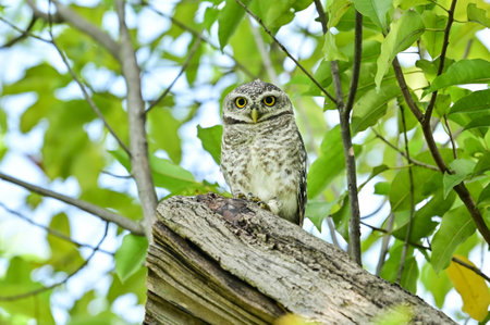 The young spotted Owlet on branch in Benjakiti park in Bangkok Thailand.の写真素材