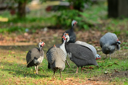 Helmeted guineafowl, guineahen walking on the lawn.の写真素材