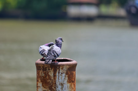 Pigeons in Bangkok, which are environmental pollution related to breathing and bird flu.の写真素材