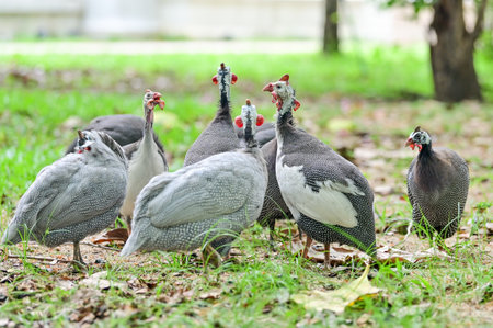 Helmeted guineafowl, guineahen walking on the lawn.の写真素材