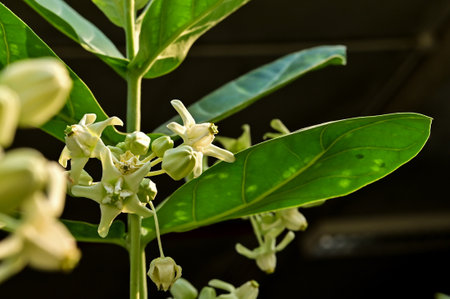 Blooming white Calotropis gigantea, crown flower, Giant milkweed, Milk weed, Giant Indian milk, Tembegaの写真素材