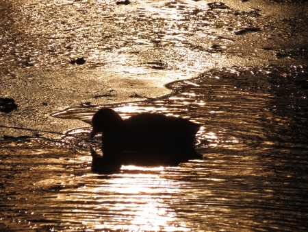 Coot in winter                              の写真素材