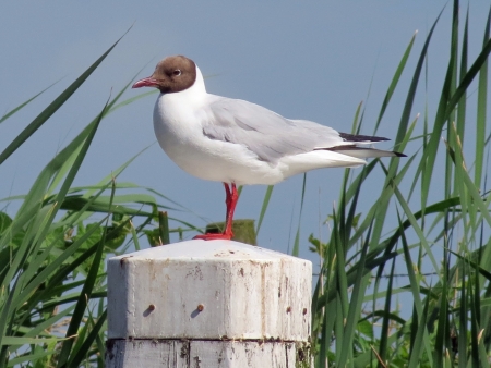 Black-headed gull on mooring post                          の写真素材