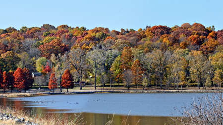Autumn trees with colorful leaves by a lakeの写真素材