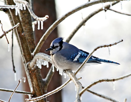 Blue jay perched on a frozen tree branchの写真素材