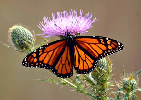Monarch butterfly feeding on a flowering thistleの写真素材