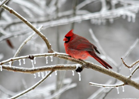 Cardinal perched on a frozen tree branchの写真素材