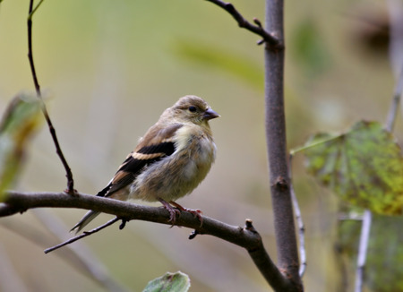 American goldfinch perched on a tree branchの写真素材