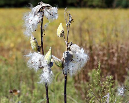 Milkweed seed pods exploding on an autumn dayの写真素材